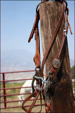 horseback riding trail rides northfork yellowstone cody wy